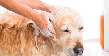 Hygiene skin and fur of dogs and cats