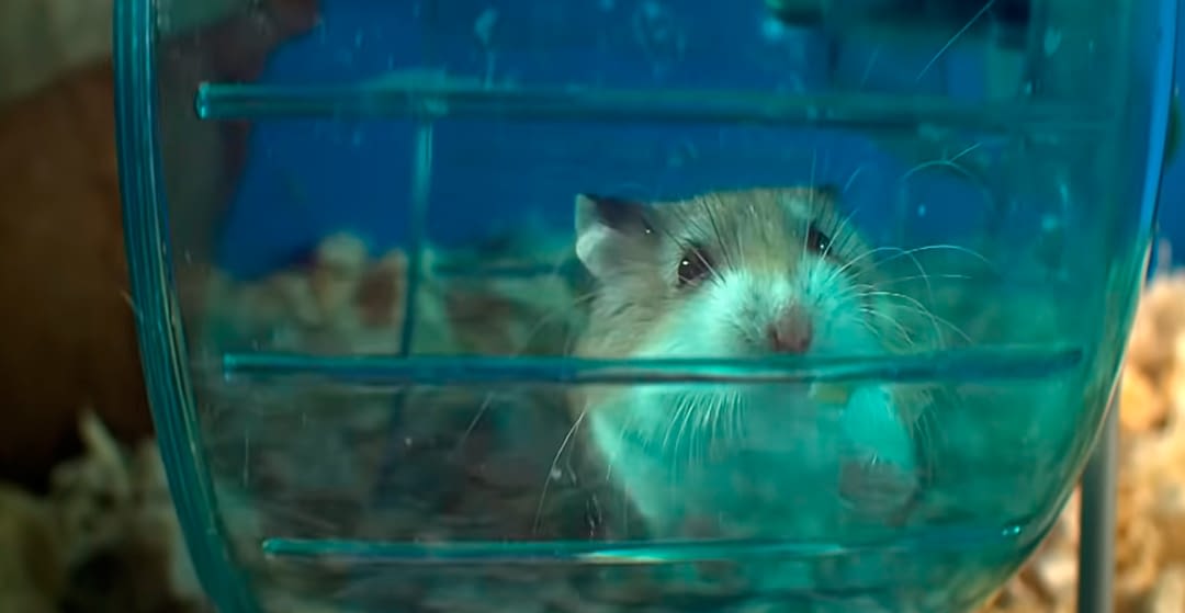 The importance of the wheel to hamsters.