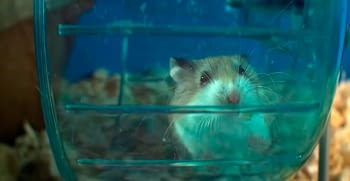 The importance of the wheel to hamsters.