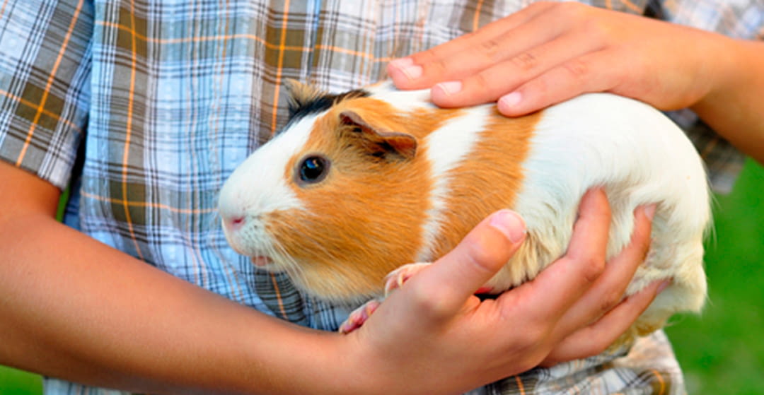 Guinea hot sale pig maintenance