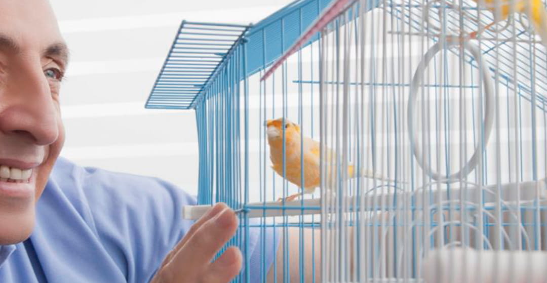 Como domesticar a un pájaro. Consejos para transmitir a tus clientes. Parte 1