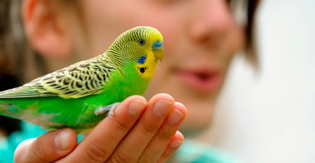 How to tame a bird. Tips to transmit to your customers. Part 3