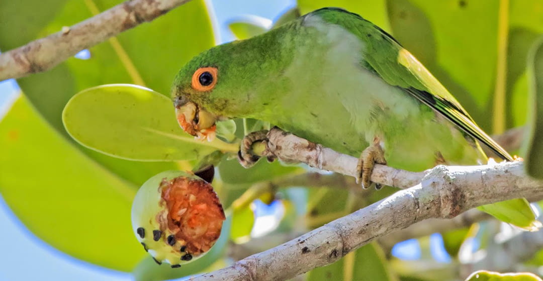 Frugivorous birds