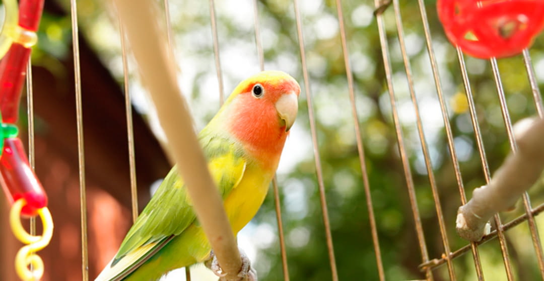 Taking care of birds in summer