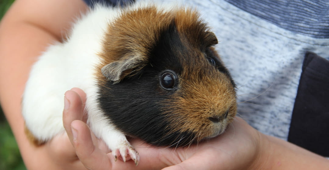 Guinea pigs, care and needs