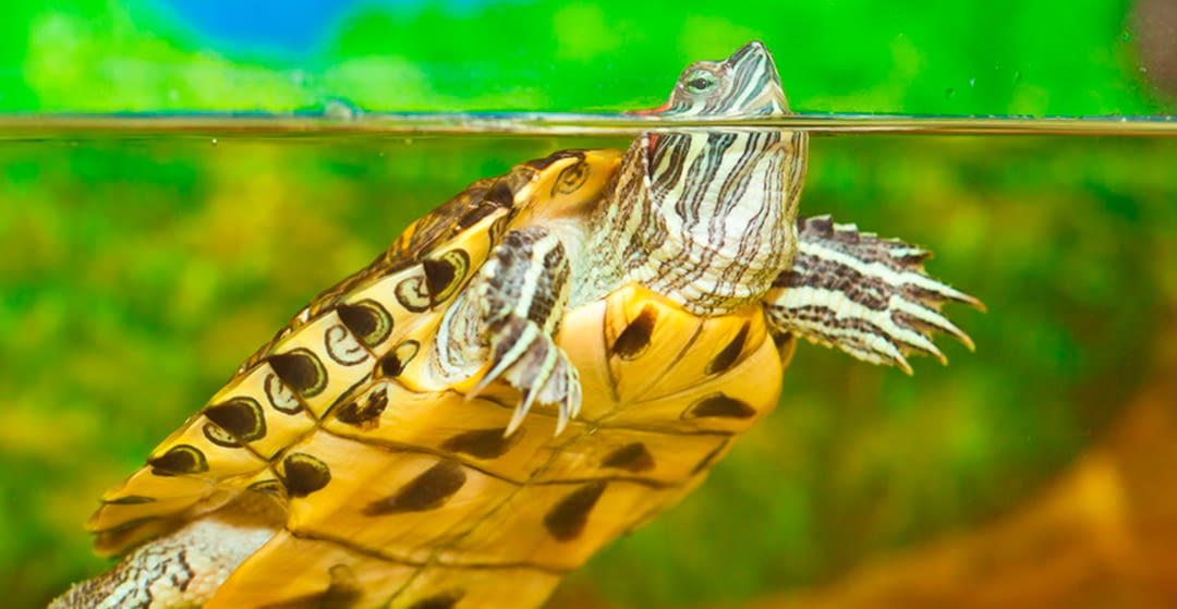 Water turtles, care and needs