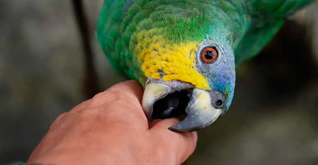 ¿Por qué a veces se muestran agresivos los pájaros?