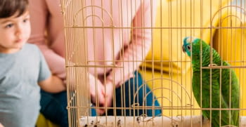 Reasons why you should have a domestic bird as a pet