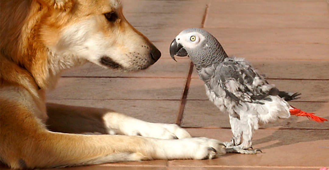 Dog best sale with bird