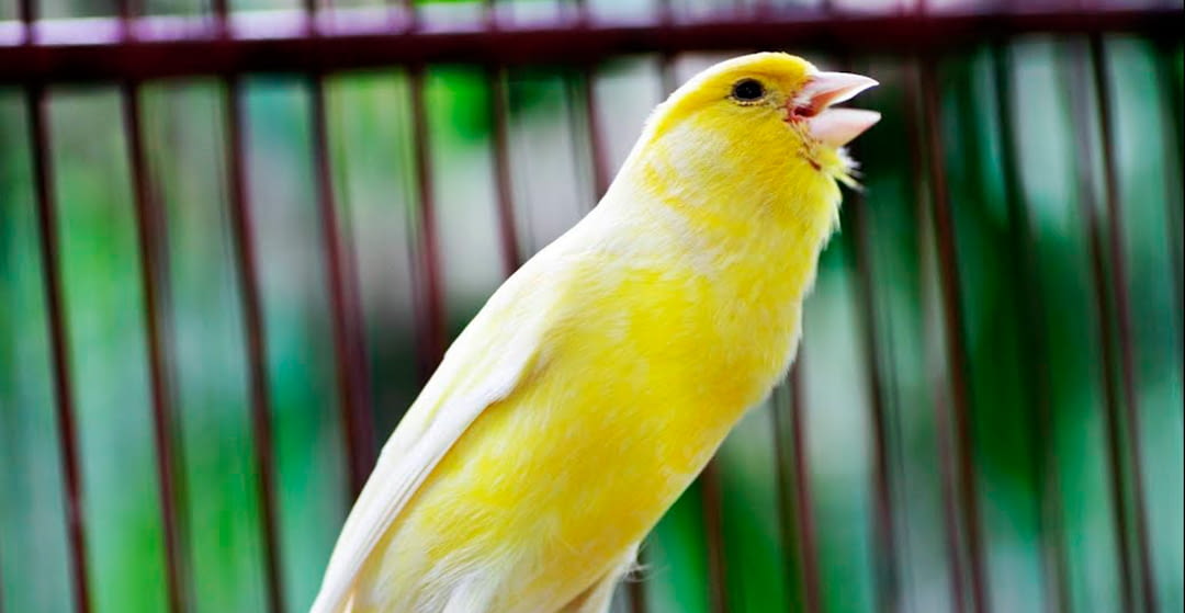 Estudio sobre los beneficios del canto de los pájaros