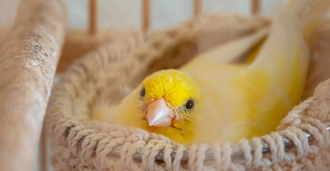 Tips to start breeding canaries