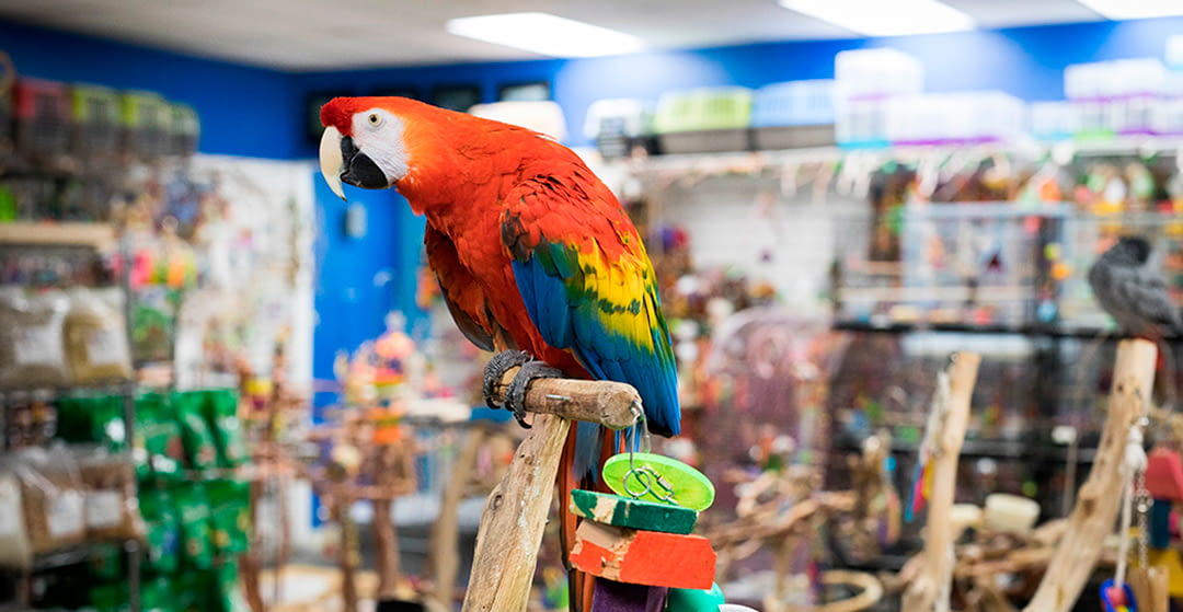 Pájaros exóticos como mascotas.