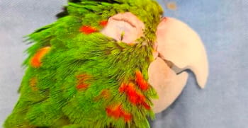The incredible prosthetic beak of a parrot surprises the social networks