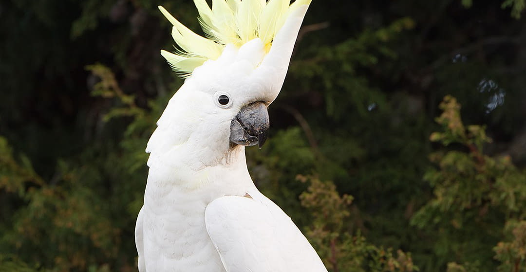 Características y cuidados de las cacatúas.