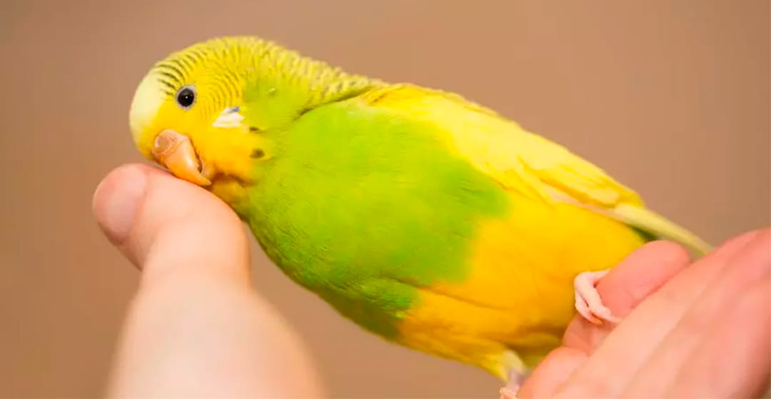 Diferentes maneras de sujetar a un pájaro.