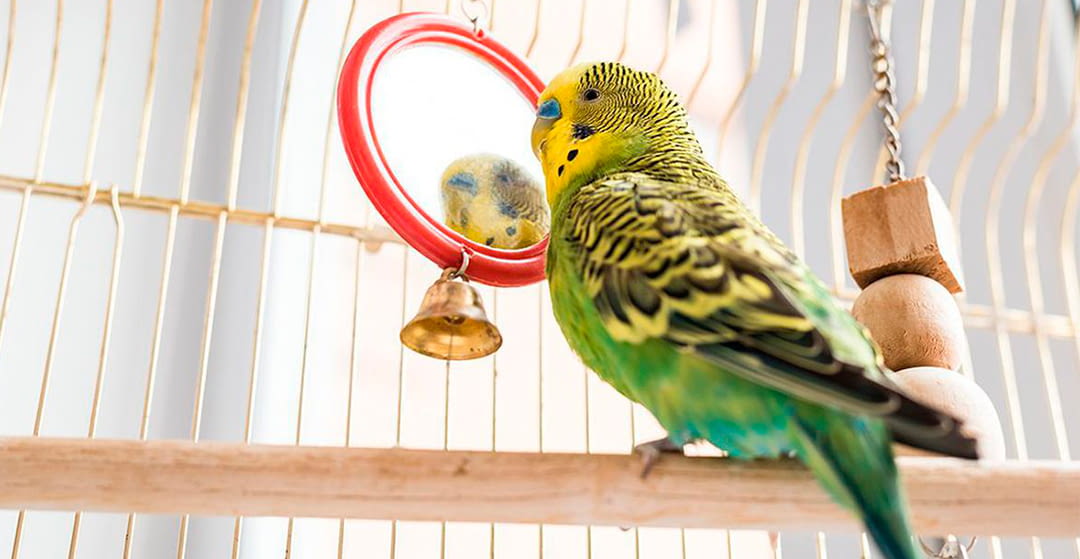 Wich are the best bird toys?