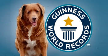 Bobi, el perro más longevo del mundo rompe el record Guinness.