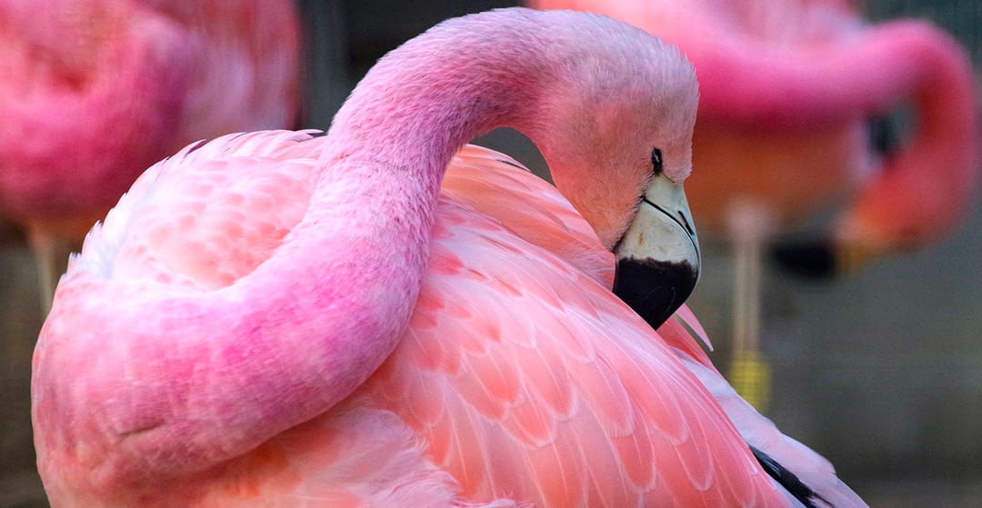 Los tipos aves de compañía más caras del mundo