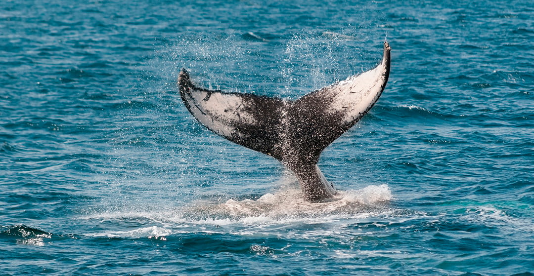 The longest living animals on the planet. Centennial species.