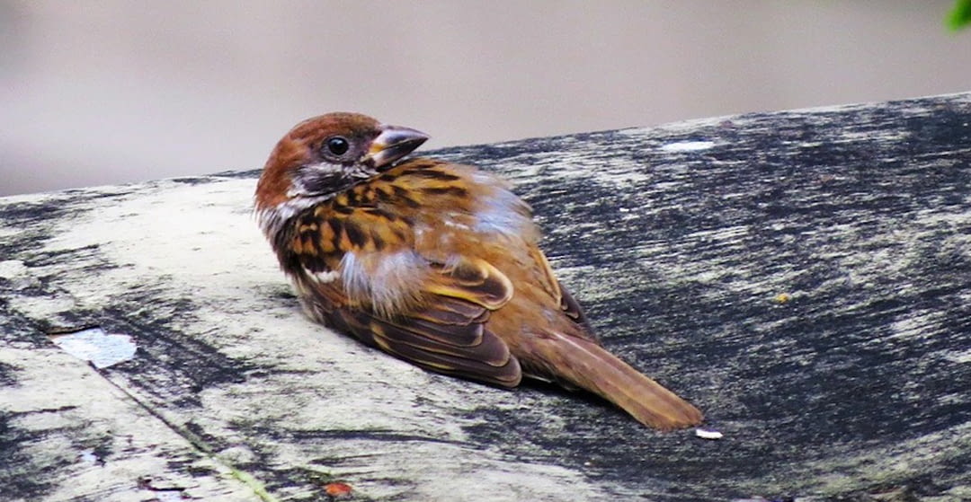 Como actuar si nos encontramos un pájaro herido