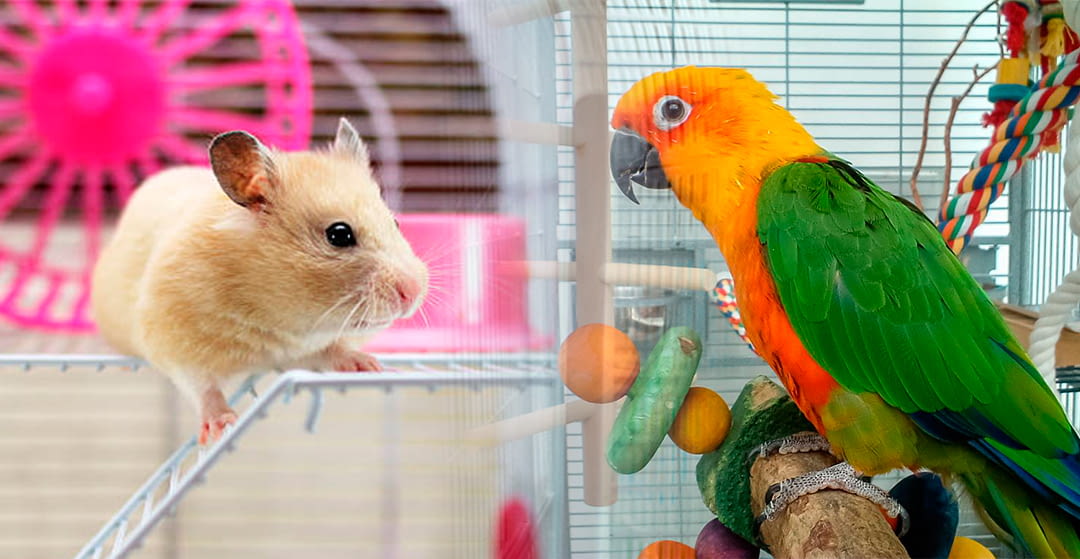 Coexistence between hamsters and birds
