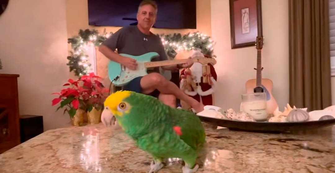 Tico, the parrot who performs "Sultans of Swing" and "Money for Nothing" by Dire Straits