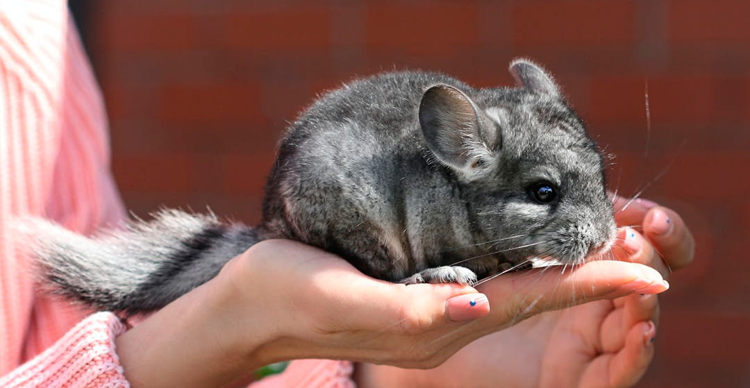 Fundamental concepts and basic care of chinchillas