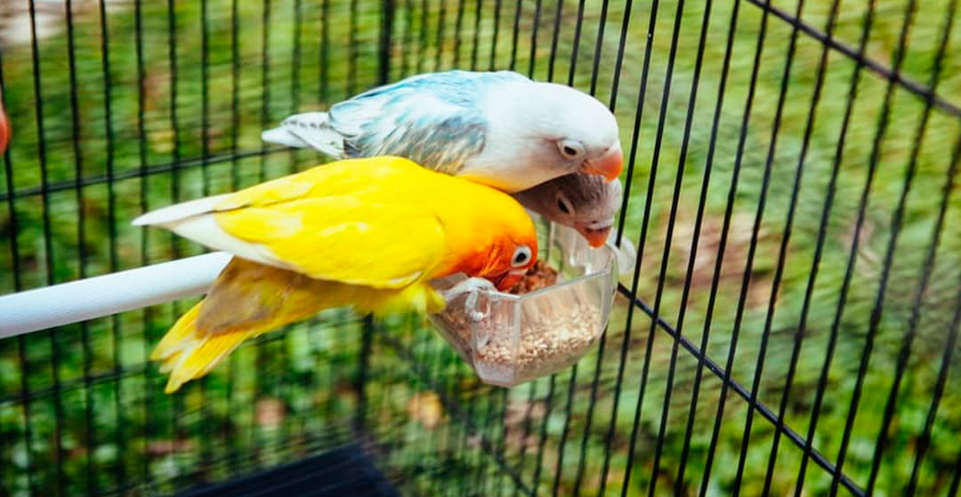 Vitaminas y minerales para aves, diferentes tipos y beneficios