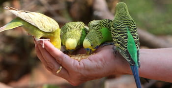 ¿Cuál es la alimentación apropiada para cada especie de pájaro?