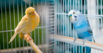 La ley de Bienestar Animal obliga a inscribir a los pájaros en los registros de animales de compañía.