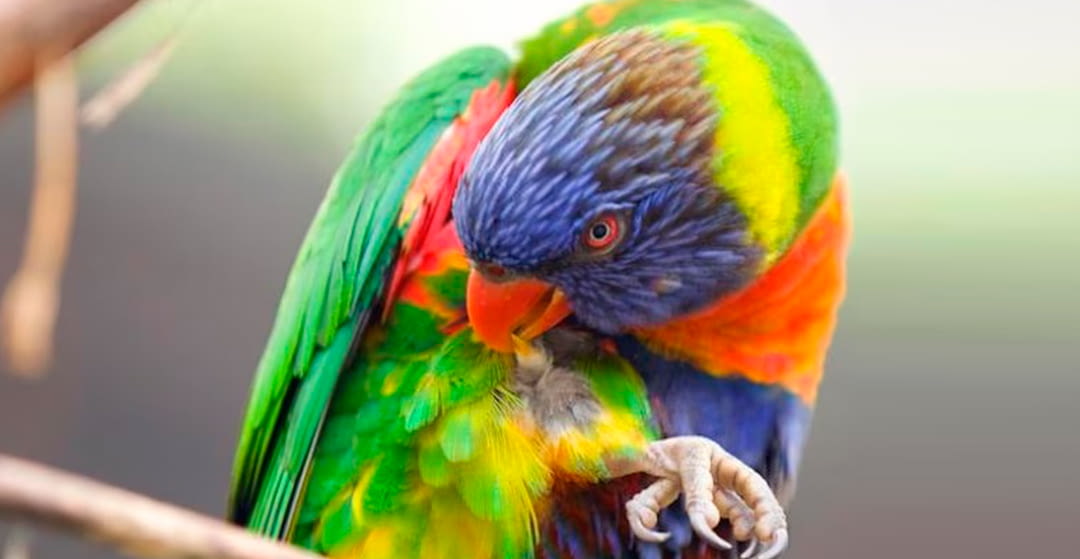 Motivos de la caída del plumaje en las aves