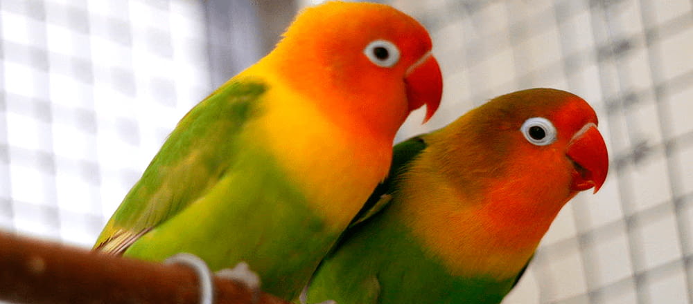 Tipos de aves más comunes como mascotas | RSL Pets