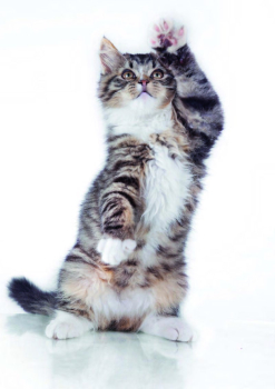 GATOS secc cat Serrano 2027.pdf