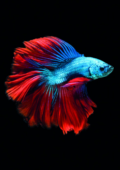 PECES secc cat Serrano 2027.pdf