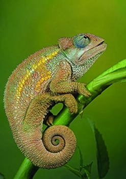 REPTILES secc cat Serrano 2027.pdf