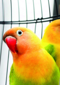 AVES sec cat Serrano 2027.pdf
