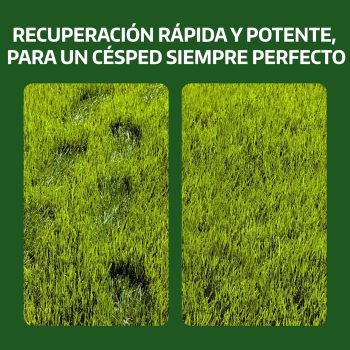 SEMILLA MEZCLA PARA CESPED 5Kg - 2