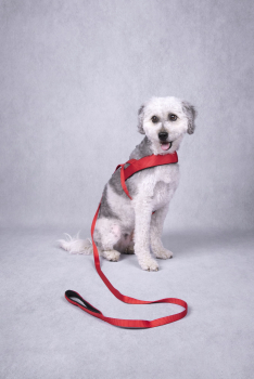 ARNES NORWEGIAN ABBI XL 65-80cm - 2