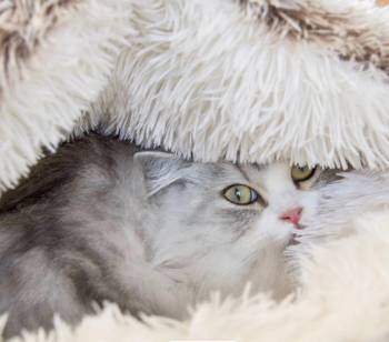 IGLOO GATO&PERR POILU GRIS 50x35 - 2