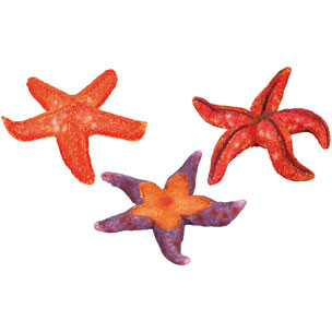 ESTRELLAS DE MAR DECO 3uds.