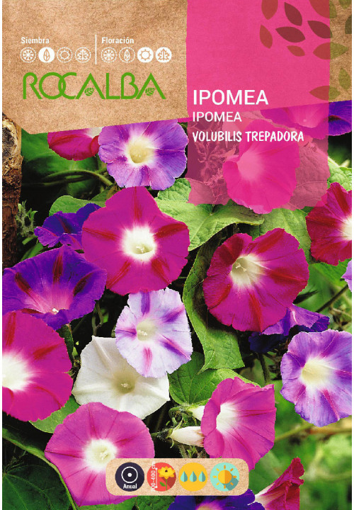 SEMILLA IPOMEA VOLUBILIS    10ud