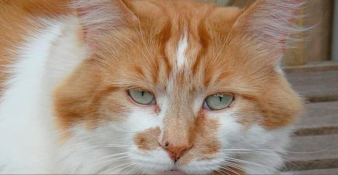 Fallece a  la edad de 31 años Rubble, el gato más viejo del mundo