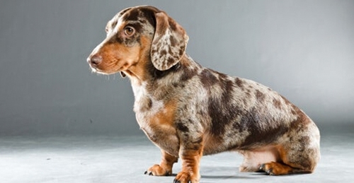 22 nuevas razas de perros que posiblemente desconoces