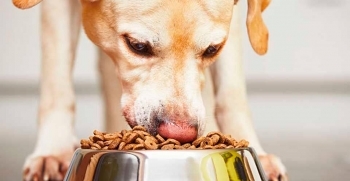 5 falsos mitos sobre la alimentación de tu perro