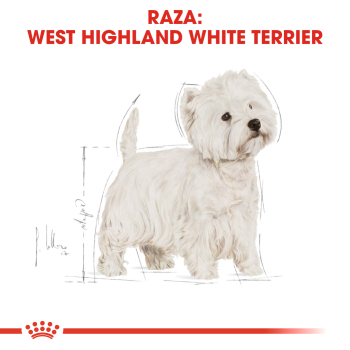 WEST HIGHLAND WHITE TERRIER ADULT - 2