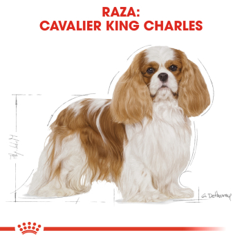 CAVALIER KING CHARLES ADULT - 2