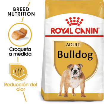 BULLDOG ADULT - 1