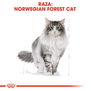 NORWEGIAN FOREST CAT - 4