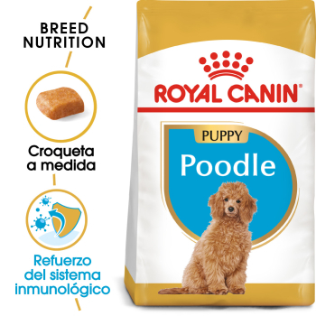 POODLE PUPPY - 1