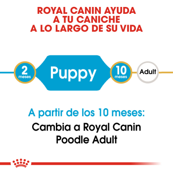 POODLE PUPPY - 4